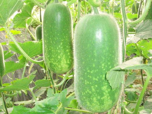 吃瓜照片,揭秘吃瓜群众的欢乐瞬间